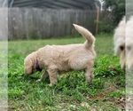 Small #7 Goldendoodle-Poodle (Standard) Mix