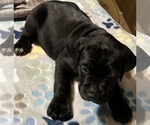 Puppy Skye Cane Corso