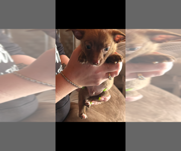 Medium Photo #4 Chiranian Puppy For Sale in WEST BRANCH, MI, USA