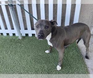 Mutt Dogs for adoption in Modesto, CA, USA