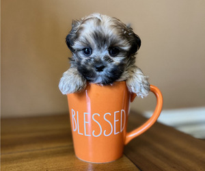 Poodle (Miniature)-Shorkie Tzu Mix Puppy for sale in BENTON, AR, USA