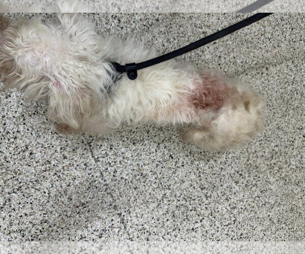 Medium Photo #20 Bichon Frise-Unknown Mix Puppy For Sale in Rootstown, OH, USA
