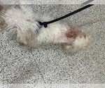 Small #19 Bichon Frise Mix