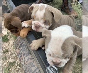 Bulldog Puppy for sale in HONDO, TX, USA