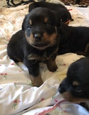 Rottweiler Puppy for sale in PHILADELPHIA, PA, USA