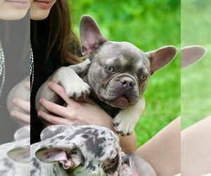 French Bulldog Puppy for sale in AUSTIN, TX, USA