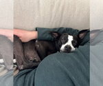 Small #8 Boston Terrier Mix