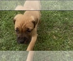 Puppy Puppy 3 Cane Corso