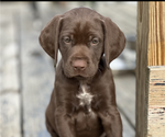 Small Photo #5 German Shorthaired Pointer Puppy For Sale in FRANKLIN, KY, USA