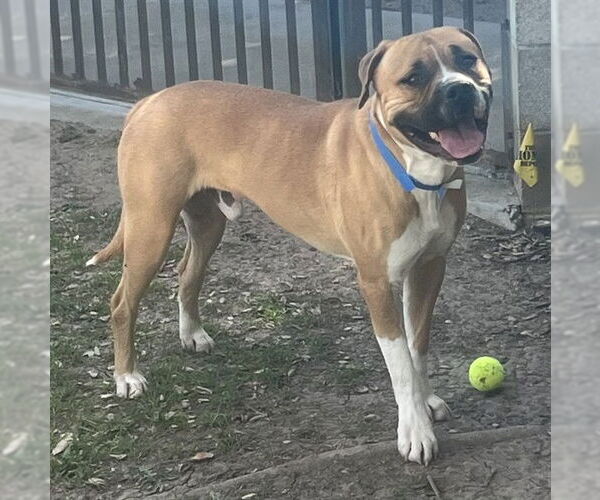 Medium Photo #2 American Bulldog-Unknown Mix Puppy For Sale in Riverside, CA, USA