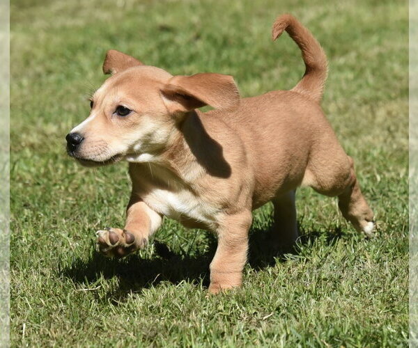 Medium Photo #4 Dachsador Puppy For Sale in Mechanicsburg, PA, USA