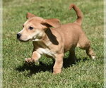 Small #3 Dachsador