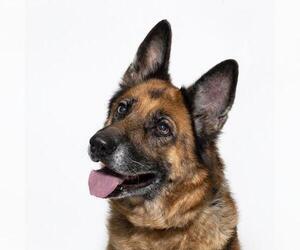 German Shepherd Dog Dogs for adoption in Santa Barbara, CA, USA