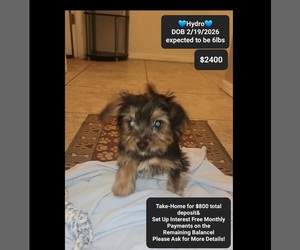 Yorkshire Terrier Puppy for sale in TUCSON, AZ, USA
