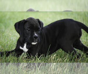 Boxer Puppy for sale in SHIPSHEWANA, IN, USA