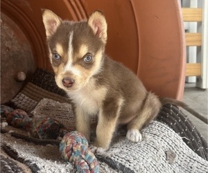 Australian Shepherd-German Shepherd Dog Mix Puppy for sale in COMPTON, CA, USA