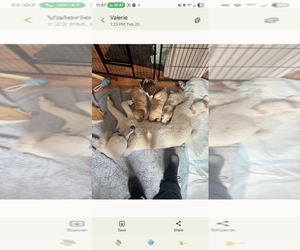 Poodle (Standard) Puppy for sale in BEND, OR, USA