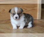 Image preview for Ad Listing. Nickname: Rusty