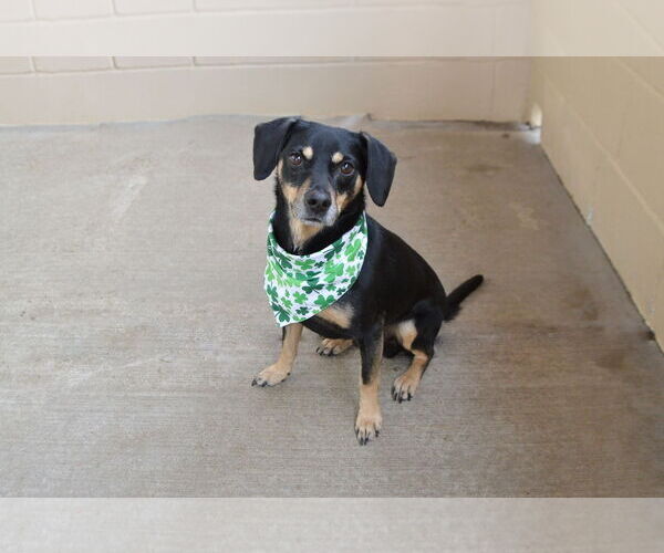 Medium Photo #2 Dachshund-Unknown Mix Puppy For Sale in McKinney, TX, USA