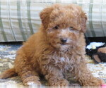 Puppy Colonel Miniature Labradoodle