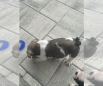 Small Photo #28 English Bulldog Puppy For Sale in WEEKI WACHEE, FL, USA