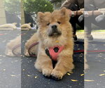 Small Photo #2 Chow Chow Puppy For Sale in Prescott, Ontario, Canada