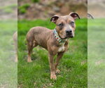 Small #2 American Pit Bull Terrier Mix