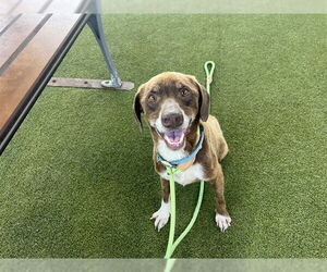 Beagle-Unknown Mix Dogs for adoption in Waco, TX, USA