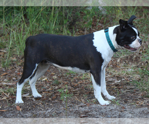 Mother of the Boston Terrier puppies born on 03/13/2026