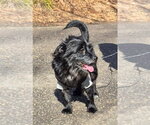 Small #7 Maltese Mix