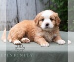 Small #5 Bernese Mountain Dog-Cavalier King Charles Spaniel Mix
