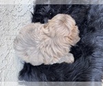 Small Photo #13 Shih Tzu Puppy For Sale in HAYWARD, CA, USA