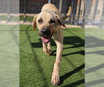 Small Great Dane Mix
