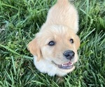 Puppy Lilly Golden Retriever