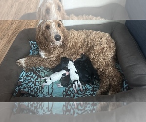 Mother of the Aussiedoodle puppies born on 02/09/2023
