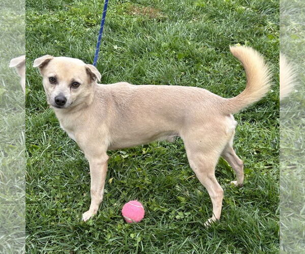 Medium Photo #2 Chug Puppy For Sale in Batavia, OH, USA