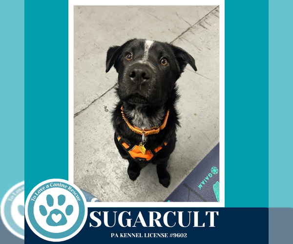 Medium Photo #21 Borador Puppy For Sale in Kimberton, PA, USA