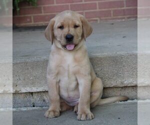 Labrador Retriever Puppy for sale in GORDONVILLE, PA, USA