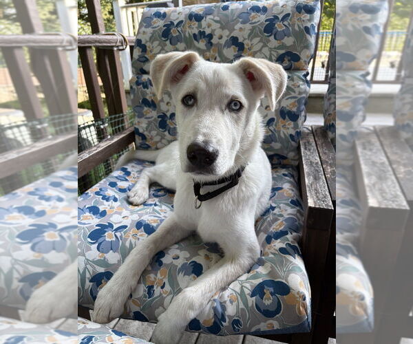 Medium Photo #20 Huskies -Labrador Retriever Mix Puppy For Sale in Brewster, NY, USA