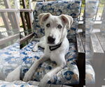 Small #19 Huskies -Labrador Retriever Mix