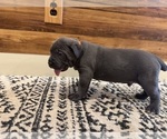 Small Photo #31 Cane Corso Puppy For Sale in BARBOURSVILLE, VA, USA