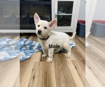 Image preview for Ad Listing. Nickname: Litter of 10