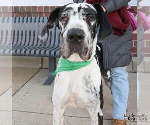 Great Dane-Unknown Mix Dogs for adoption in Washington, DC, USA