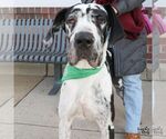 Small Great Dane Mix