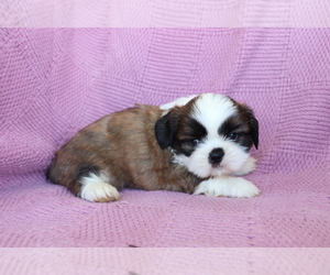 Shih Tzu Puppy for sale in SHILOH, OH, USA