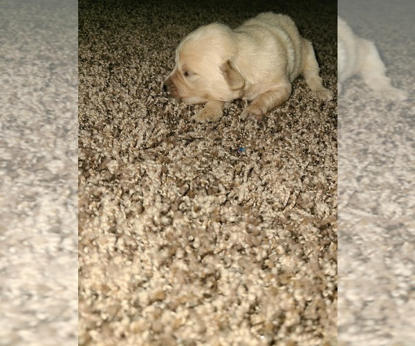 Medium Photo #11 Golden Retriever Puppy For Sale in MENIFEE, CA, USA