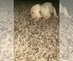Small Photo #11 Golden Retriever Puppy For Sale in MENIFEE, CA, USA