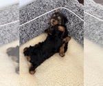 Small Photo #13 Yorkshire Terrier Puppy For Sale in HALLANDALE BEACH, FL, USA