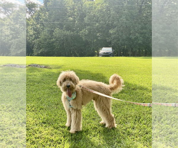 Medium Photo #4 Labradoodle Puppy For Sale in Maryville, TN, USA