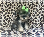 Small #6 Schnauzer (Miniature)